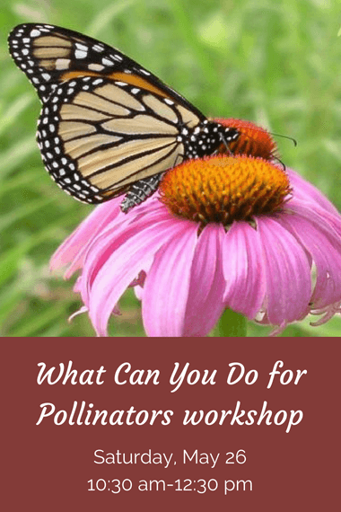 What you can do for pollinators on Saturday, May 26 at 10:30 am